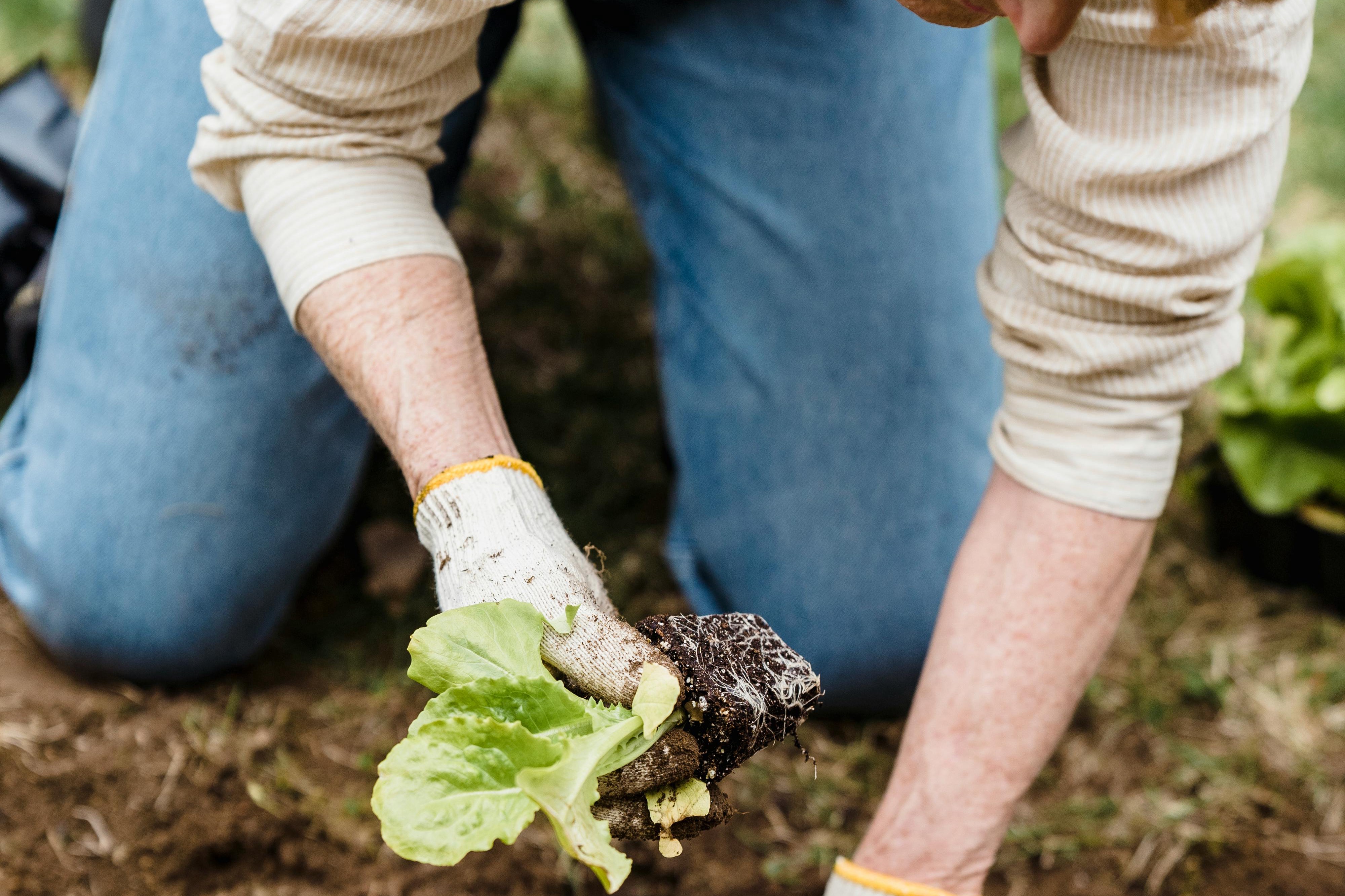 vegetable garden